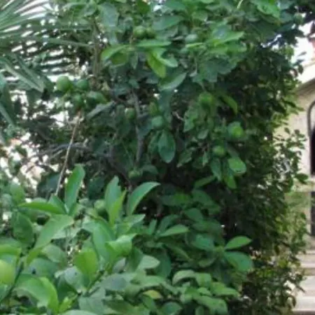 Apartment Milakovic-kanica *